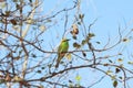 Green bee-eater (Merops orientalis) Royalty Free Stock Photo
