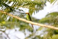 Green Bee-eater Merops orientalis