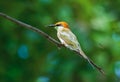 The green bee-eater Merops orientalis sitting on the branch and green blur background Royalty Free Stock Photo