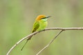 The green bee-eater