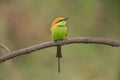 The green bee-eater