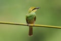 The green bee-eater