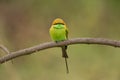 The green bee-eater