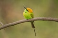 The green bee-eater