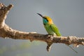 A green bee-eater Merops orientalis in Yala National park, Sri Lanka