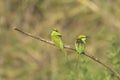 Pair of Green Bee Eaters Sitting on Branch Royalty Free Stock Photo