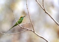 Green bee-eater in Pench Tiger Reserve Royalty Free Stock Photo