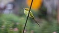 Green bee-eater perched on a branch. Royalty Free Stock Photo