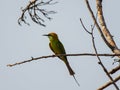 Green Bee eater perched on a dead branch