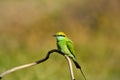 Merops orientalis or the Green bee eater perched on a twig