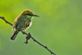 Green Bee Eater