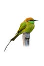 Green Bee-Eater perching on bamboo stick isolated on white background Royalty Free Stock Photo