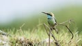 Green bee-eater in Pottuvil, Sri Lanka, specie Merops orientalis in Arugam bay lagoon Royalty Free Stock Photo