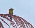 A Green Bee eater resting Royalty Free Stock Photo