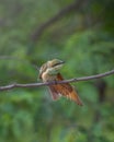 Green bee eater sitting on small tree branch Royalty Free Stock Photo