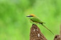 Green bee eater