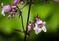 Green Bee Emerging From Pink Penstemon Beardtongue Flower Royalty Free Stock Photo