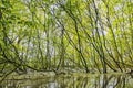 Green beech branches in a forest swamp Royalty Free Stock Photo