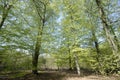 Green beech forest Royalty Free Stock Photo