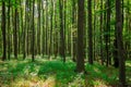 green beech forest in spring Royalty Free Stock Photo