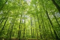 Green beech forest in the spring in vibrant colors Royalty Free Stock Photo