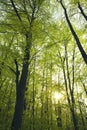 Green beech forest