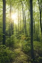 Green beech forest Royalty Free Stock Photo