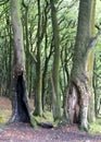 Green beech forest woodland with old split hollow trees Royalty Free Stock Photo