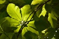 Green leaf beech