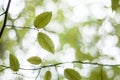 Green beech tree leaves