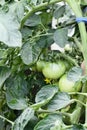 Green Beefsteak Tomatoes