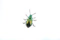Green beelte on a white background Royalty Free Stock Photo