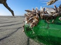 Green beer bottle complete with colony of Mussels washed up on a beach on New Zealand`s west coast Royalty Free Stock Photo