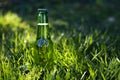 Green beer bottle on a grass background Royalty Free Stock Photo