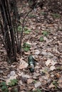 Green beer bottle on the ground in the forest Royalty Free Stock Photo