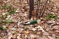 Green beer bottle on the ground in the forest Royalty Free Stock Photo