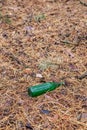 Green beer bottle on the ground in the pine forest Royalty Free Stock Photo