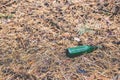 Green beer bottle on the ground in the pine forest Royalty Free Stock Photo