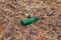 Green beer bottle on the ground in the pine forest Royalty Free Stock Photo