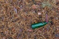 Green beer bottle on the ground in the pine forest Royalty Free Stock Photo