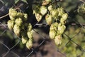 Green beer hops growing on the fence