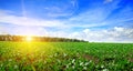 Green beet field and blue sky