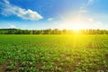 Green beet fields and blue sky