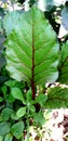 Green beet leaf in garden