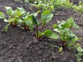 Green beet leaves with red stems.