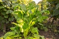 Green beet leaves