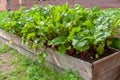 Green beet sprouts in small garden fenced with boards. Royalty Free Stock Photo