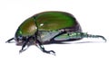 Green Beetle Royalty Free Stock Photo