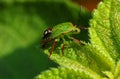 Green beetle Royalty Free Stock Photo