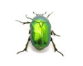 Green beetle Royalty Free Stock Photo